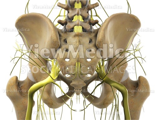 Normal Posterior View Of Female Hips Showing Pelvis Sacrum Hip Bones  High-Res Vector Graphic - Getty Images